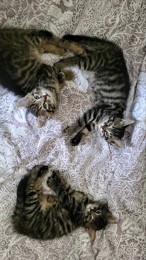 Drei verschmuste Kätzchen (Maine-Coon-Bengal-Mixkatze) suchen ein liebevolles Zuhause. 