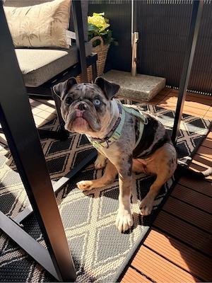 old englisch bulldog weibchen 