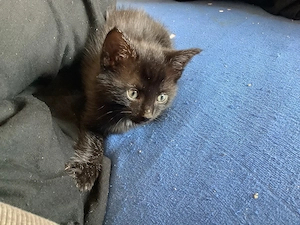  2 kleine katzt schwrze