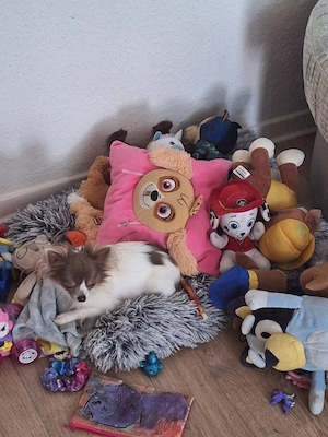 kleiner chihuahua 