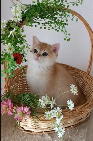 Junge BKH Kitten Gold 