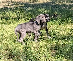 Deutsche Doggen Welpen in blau 