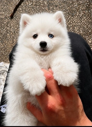 Pomsky Welpen