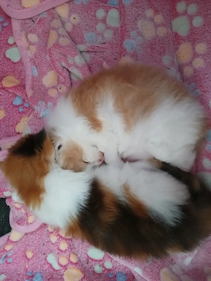    Maine Coon Kätzchen zu vergeben   bereit, dein Herz im Sturm zu erobern!   