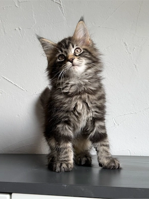 Maine Coon
