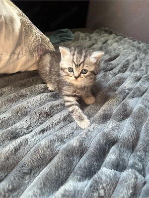 Britisch Kurzhaar Kitten abzugeben