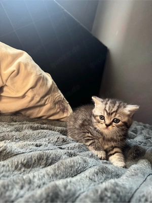    Britisch Kurzhaar Kitten abzugeben