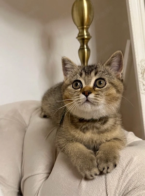Britisch Kurzhaar (BKH) Kitten   1 Mädchen & 2 Jungen 