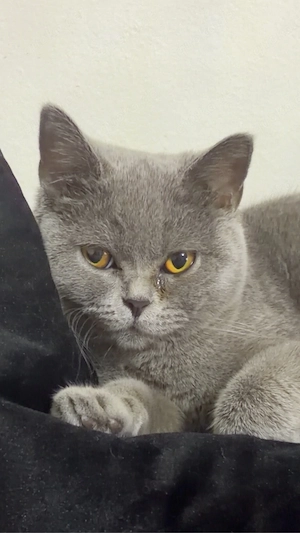 BKH Katze mit chip und EU Pass und Zubehör