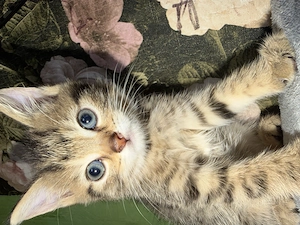 Brittisch kurzhaar mix kitten