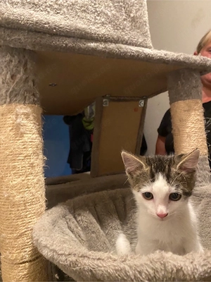 Baby katzen 