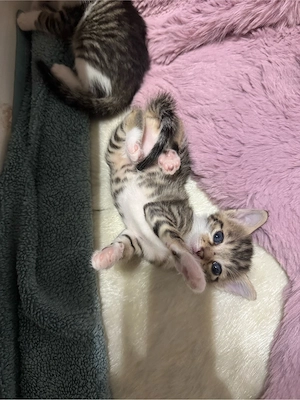 2 kitten suchen ein zuhause
