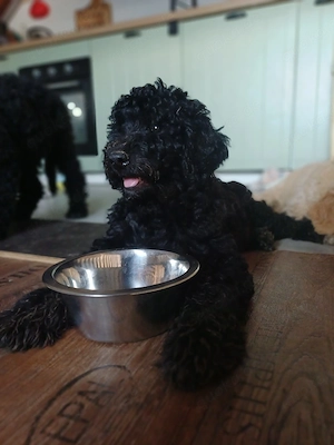 Zum Knutschen süße schwarze Goldendoodle Mädchen  