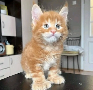 Sozialisierung reinrassiger Maine-Coon-Kätzchen