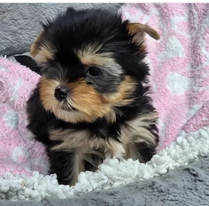 Yorkshire terrier welpen 