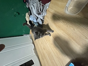 British Shorthair Kitten   Abgabe ab 8 Wochen