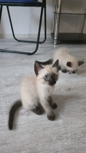   Extrem süße Siamkitten suchen liebevolles Zuhause!