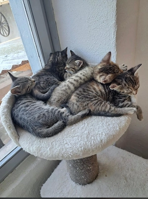 Kitten zu vergeben 