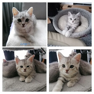 Bkh-Ekh-Mix Kitten