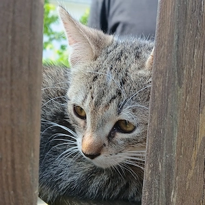 Katzenbabys, Babykatzen, Katze