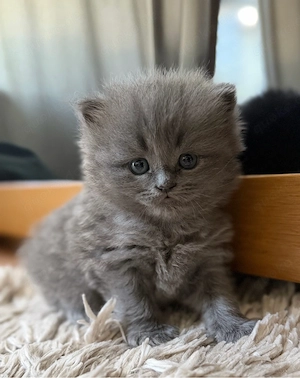 Bkh Blh Kitten Katze 