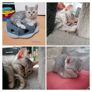 Bkh-Ekh-Mix Kitten
