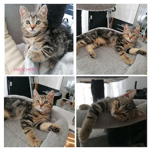 Bkh-Ekh-Mix Kitten