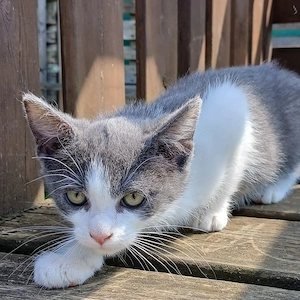 Katzenbaby, Babykatze, Katze