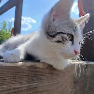 Katzenbaby, Babykatze, Kater, Katze