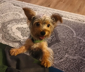Niedlicher und liebenswerter Yorkshire Terrier, kleine Rasse, 6 Monate alt