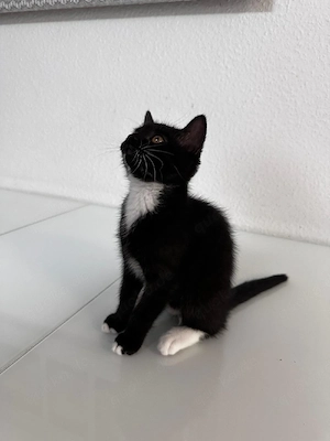 Süße dunkel baune  schwarze Katze sucht ein liebevolles Zuhause