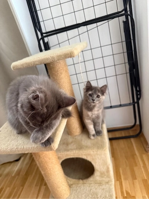 2 Geschwister Kitten zu verkaufen!