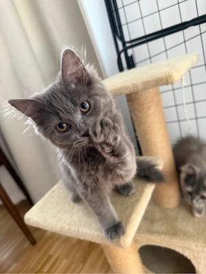 2 Geschwister Kitten mit Impfung und allem zu verkaufen wegen Allergie!