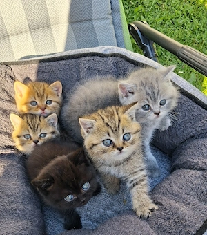 Reinrassige BKH Kitten 