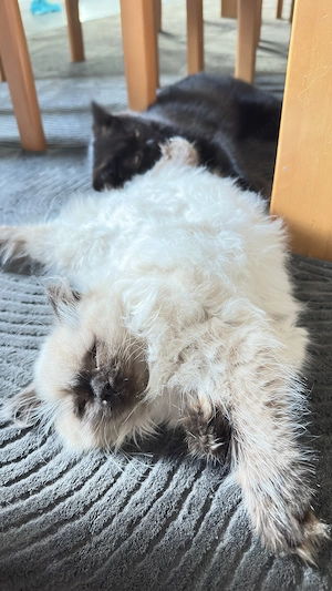 BKH,BLH Kitten ab sofort abzugeben( Preis auf Anfrage )