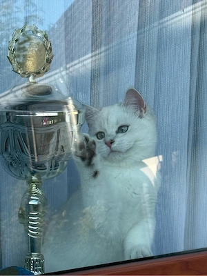 Bkh Britisch Kurzhaar Kitten mit Stammbaum