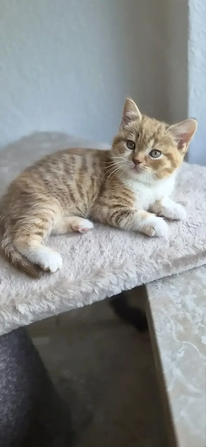 Wundervolles BKH Kätzchen in seltenem cinnamon tortie tabby mit Ahnentafel