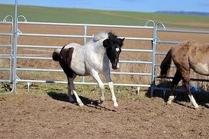 Lieber Paint Horse Wallach im Quarter Typ