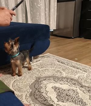 Niedlicher und liebenswerter Yorkshire Terrier, kleine Rasse, 6 Monate alt