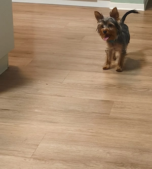 Niedlicher und liebenswerter Yorkshire Terrier, kleine Rasse, 6 Monate alt