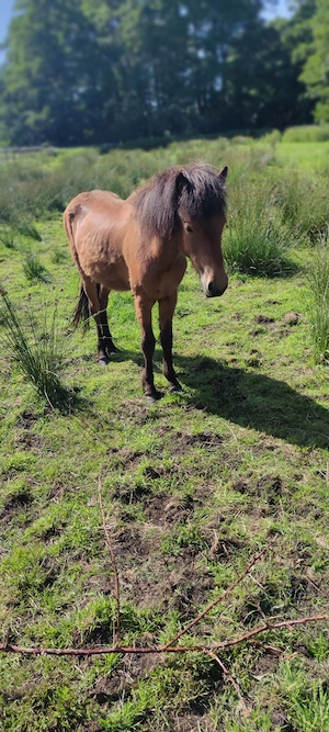 Junge Isländer Stute sucht ein Zuhause 