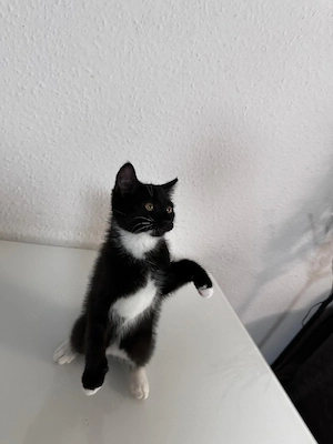 Süßer schwarzer  Kater sucht ein liebevolles Zuhause