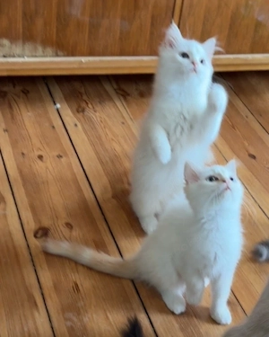 ragdol katzen