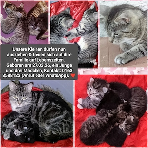 Kitten, Hauskatze, Katzenkinder suchen liebevolles Zuhause 