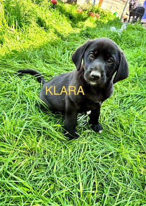 Klara - Welpe sucht eine Familie