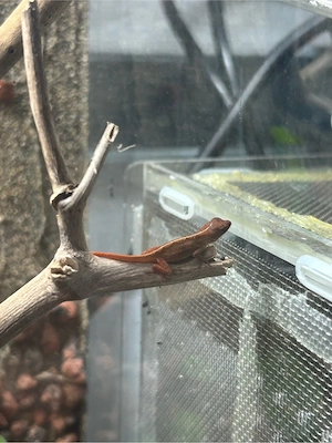 Anolis Sagrei Rot   Braun Bild 4