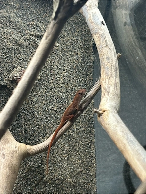 Anolis Sagrei Red Brown 