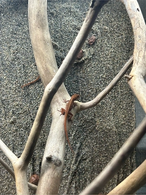 Anolis Sagrei Rot   Braun Bild 5