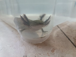 Braunes Baby Axolotl 