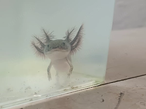 Braun rosa Baby Axolotl 